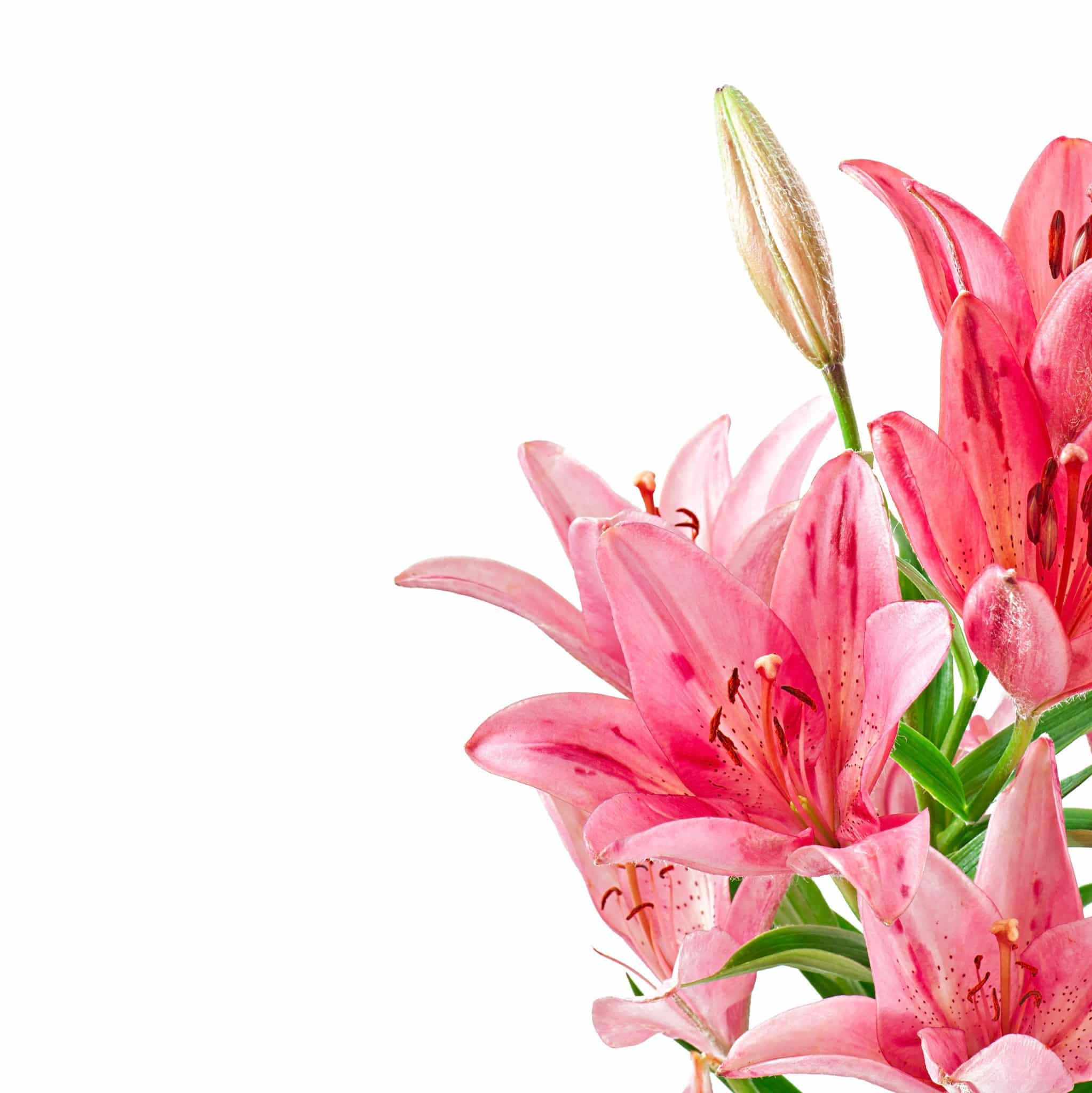 Beautiful pink lily, isolated on white